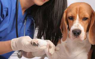 Вывих сустава у собаки – виды, причины, признаки, первая помощь, лечение