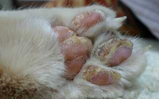 Обморожение лап у кошек: симптомы, диагностика, лечение